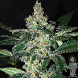 семена 'Amnesia' autofeminized