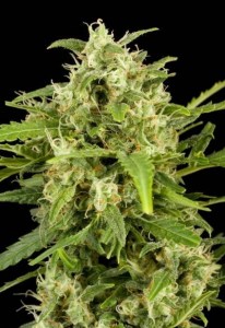 семена 'Auto Critical' autofeminized