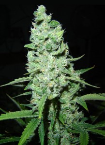 Семена Dutch Bulk Auto AK autofem 20 шт.
