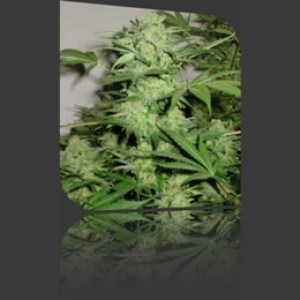 Семена Dutch Bulk Auto NL autofeminized 20 шт.
