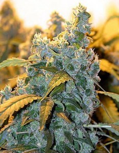 семена 'Auto Chronic' autofeminized