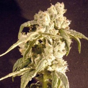 семена 'Auto Easy Ryder' autofeminized