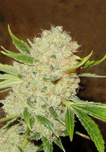 Семена Dutch Bulk Auto White Russian autofem 100 шт.