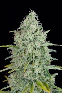 семена 'Critical jack' feminized