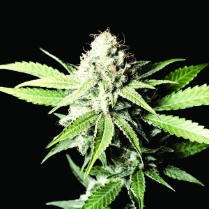 семена 'Great white shark' feminized