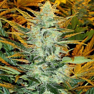Семена Dutch Bulk LR #2 autofeminized 20 шт.