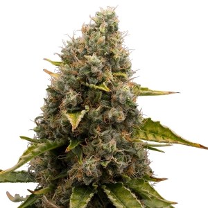 Семена Dutch Bulk White Widow feminized 100 шт.