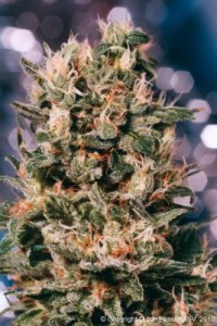 Семена Dutch Passion Euforia feminized 5 шт.