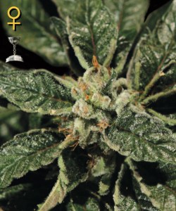 Семена Green House Bubba Kush feminized