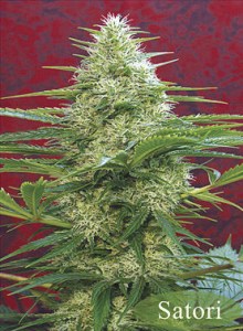 Семена Mandala seeds Satori regular