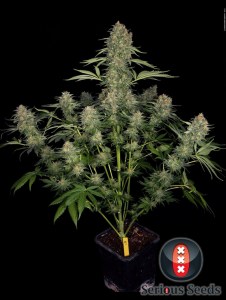 Семена Serious seeds Serious Kush feminized