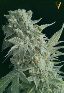 Семена Victory seeds Auto AK-77Vautofem 5 шт.