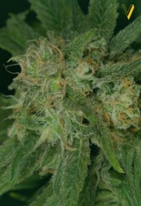 Семена Victory seeds Auto Blue Dream autofem 5 шт.