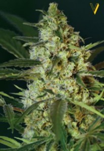 Семена Victory seeds Auto Caramel autofem 5 шт.