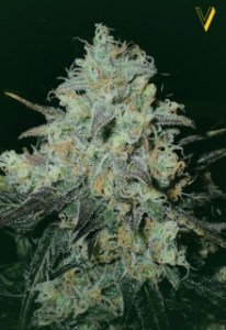 Семена Victory seeds Auto Chocolope autofem 5 шт.