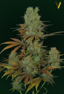 Семена Victory seeds Somango fem 5 шт.