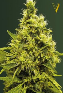 Семена Victory seeds White widow fem 10 шт.