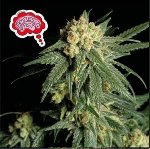 amnesia_fast_fem