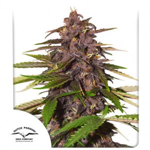 auto_forbidden_cherry