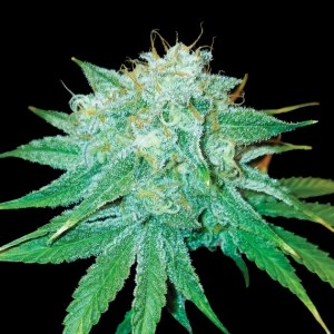 dna_the_stinking_rose