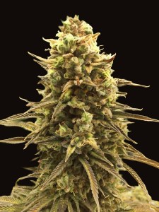 gorilla_auto_1