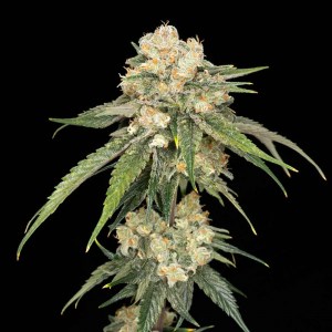 ice_dream_cake_fem