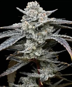 lemon_cherry_gelato_fem