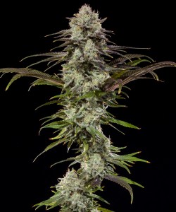 london_pound_cake_f1_fem