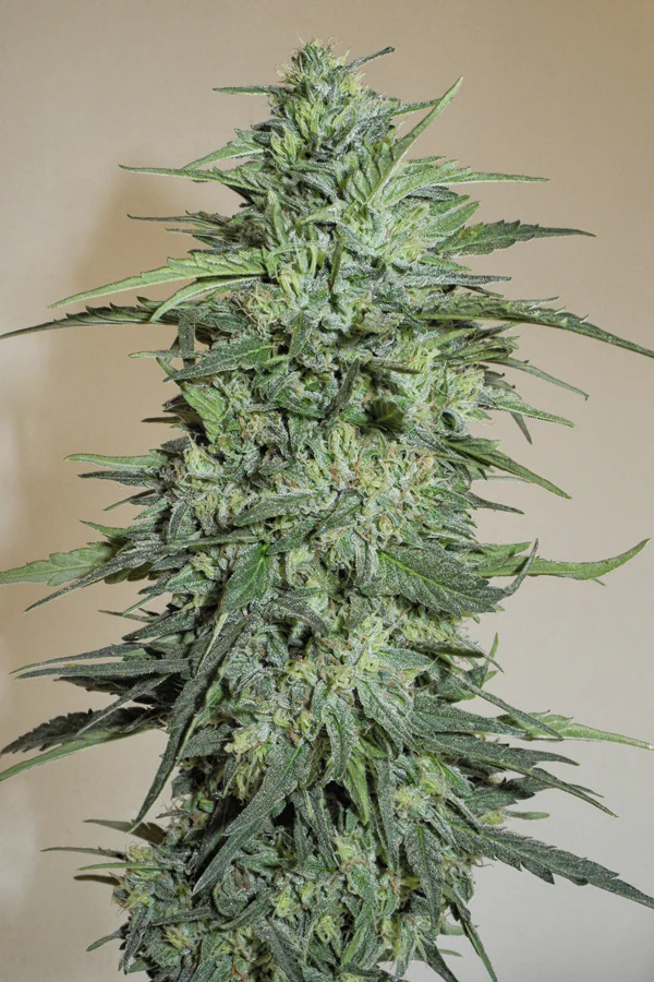 sageberry_autoregular_1